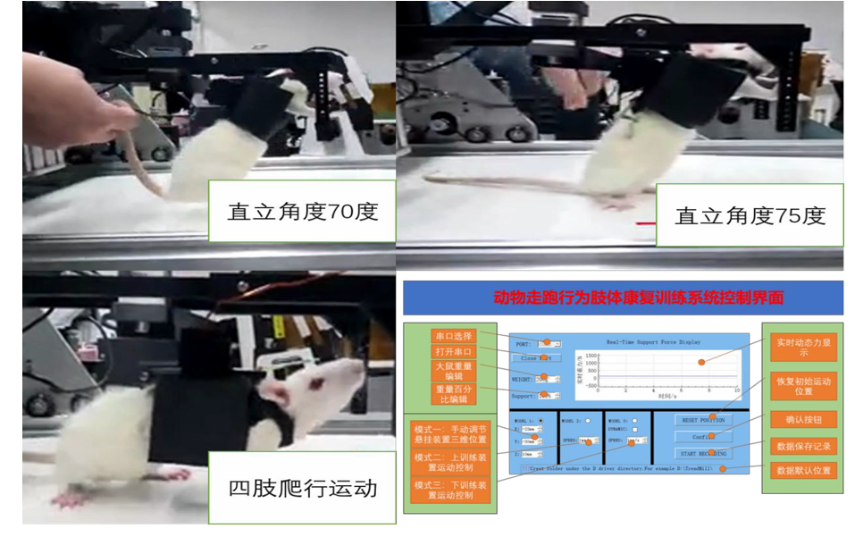 小動物三維懸吊運動訓練系統(tǒng)